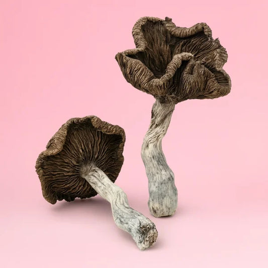 Siam Serenity – Thai Cubensis